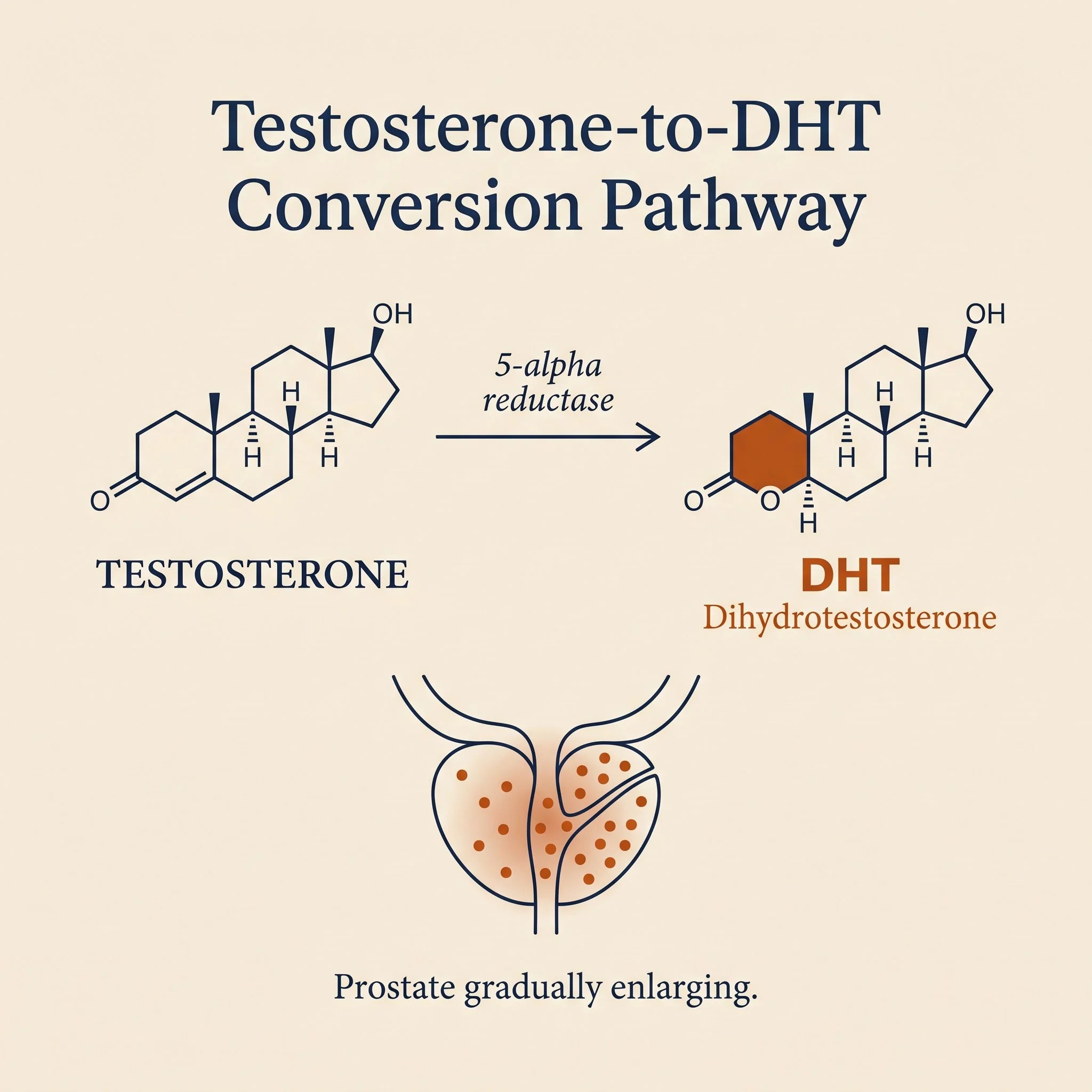 Testosterone to DHT conversion pathway showing the hormonal driver of BPH